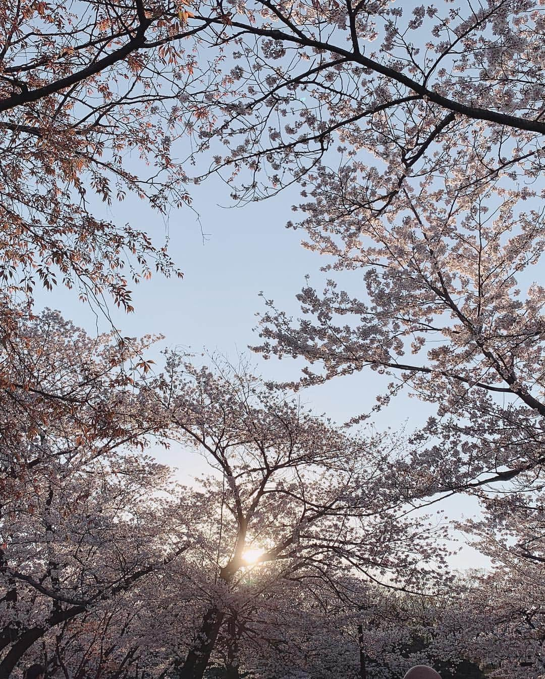 波多野結衣さんのインスタグラム写真 - (波多野結衣Instagram)「日本の桜✾ おすそわけ！ . . #代々木公園 #桜 #夕焼け #晴天 #綺麗でした」4月4日 21時30分 - hatachan524