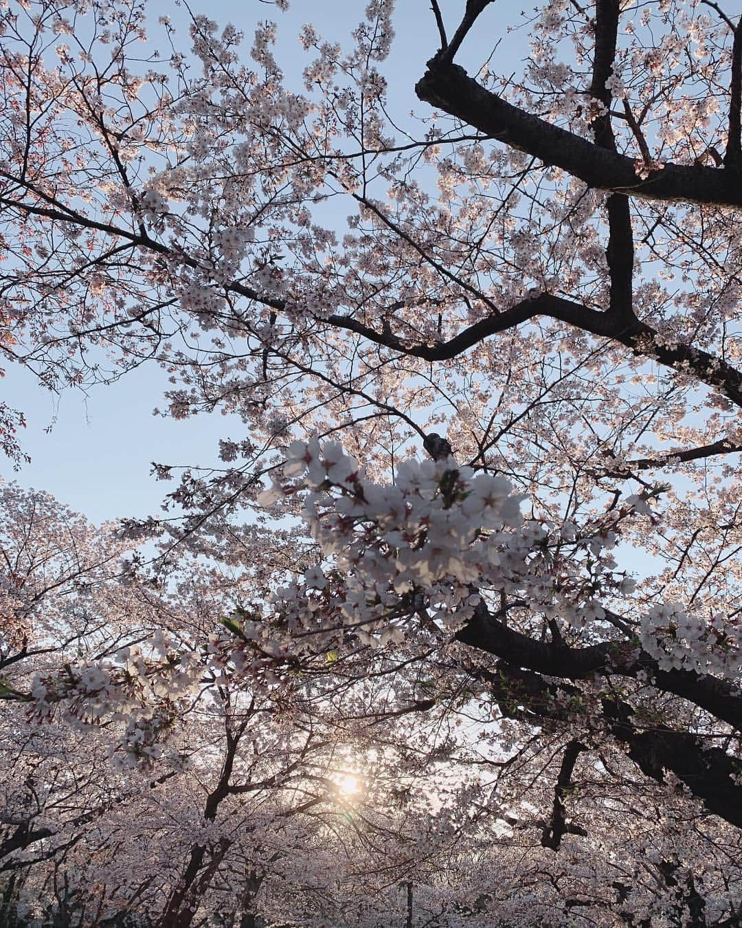 波多野結衣さんのインスタグラム写真 - (波多野結衣Instagram)「日本の桜✾ おすそわけ！ . . #代々木公園 #桜 #夕焼け #晴天 #綺麗でした」4月4日 21時30分 - hatachan524