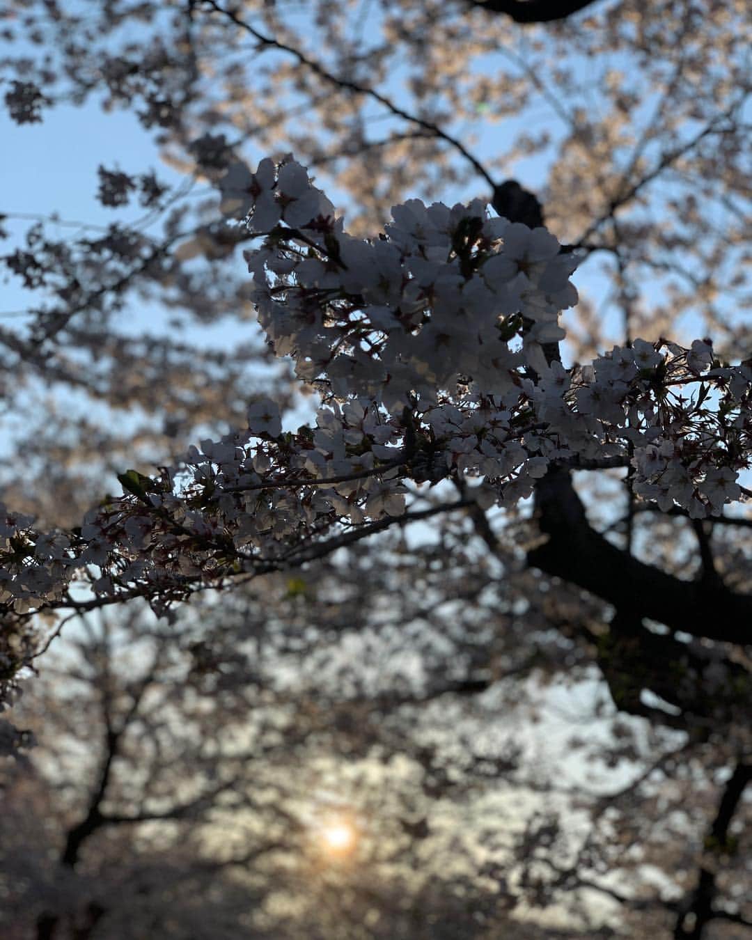 波多野結衣さんのインスタグラム写真 - (波多野結衣Instagram)「日本の桜✾ おすそわけ！ . . #代々木公園 #桜 #夕焼け #晴天 #綺麗でした」4月4日 21時30分 - hatachan524