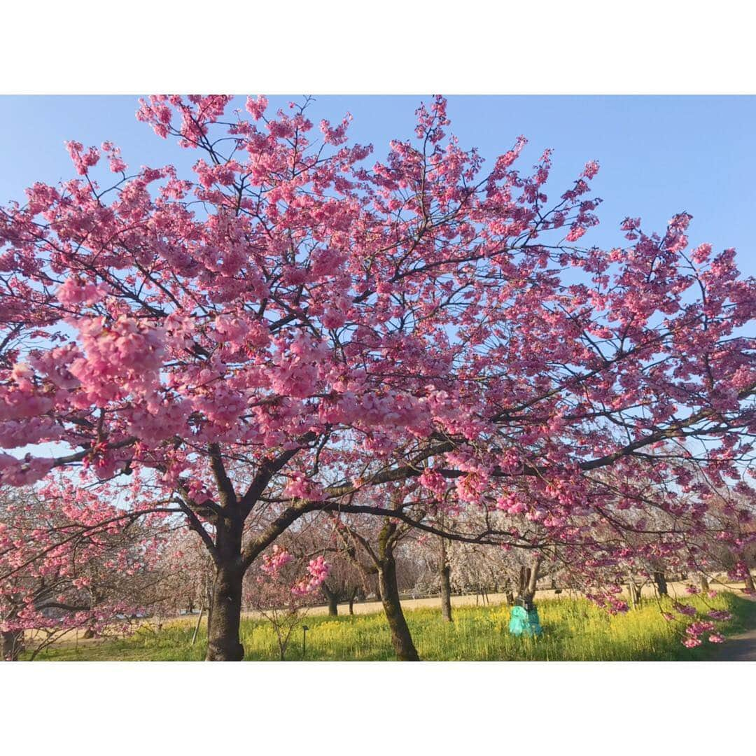 尾島早都樹さんのインスタグラム写真 - (尾島早都樹Instagram)「今年度の初中継🌸 . 桜を見るのも今年初ー！ #県中央植物園 の夜桜ライトアップ 春を感じてきました〜〜！ . 実は、明日も#N6中継 やります！ どこへ行くでしょうか！ お楽しみに〜〜☺️❣️ . #N6 #中継 #夜桜 #チューリップテレビ #桜 #菜の花 #二重奏」4月4日 21時40分 - ojima_satsuki