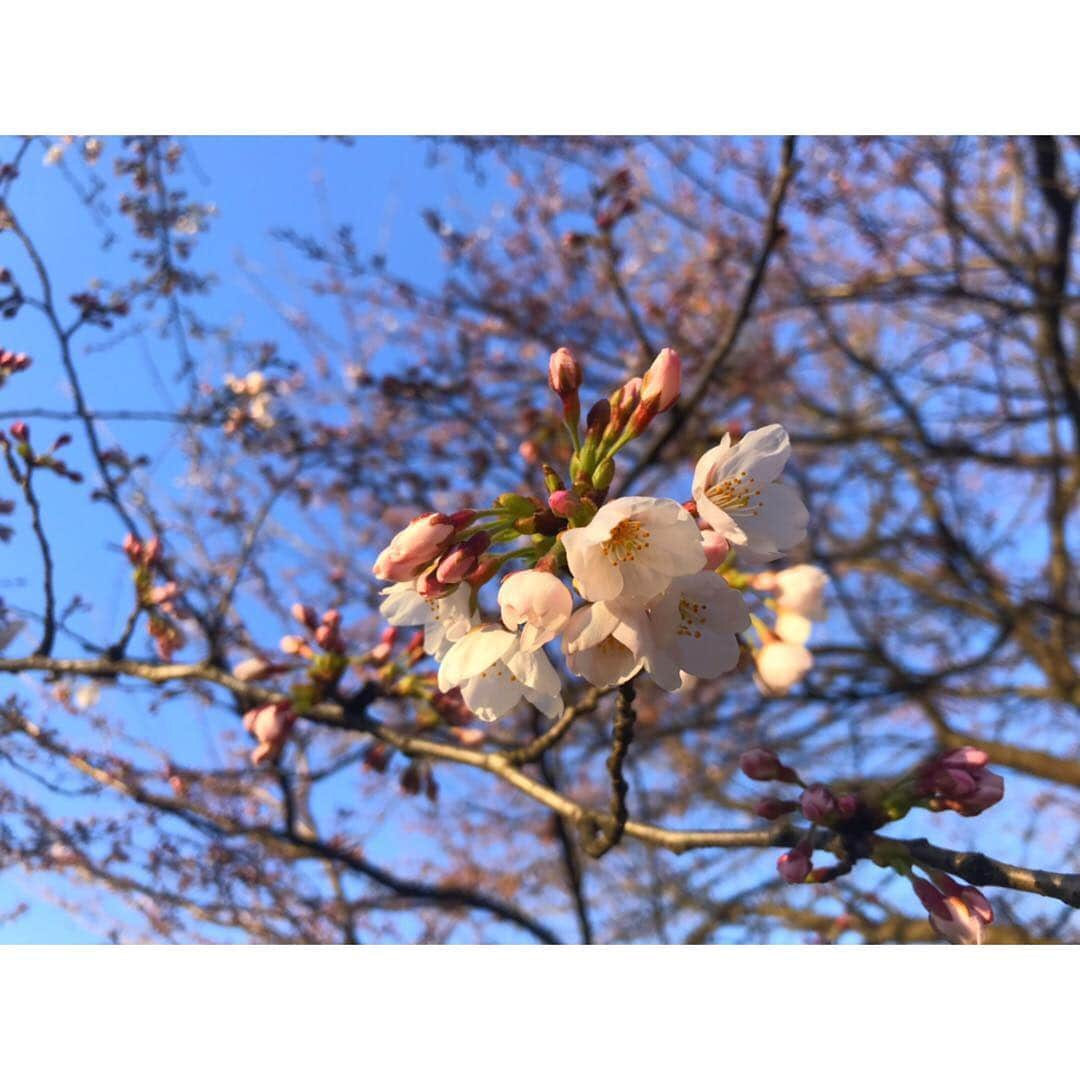 尾島早都樹さんのインスタグラム写真 - (尾島早都樹Instagram)「今年度の初中継🌸 . 桜を見るのも今年初ー！ #県中央植物園 の夜桜ライトアップ 春を感じてきました〜〜！ . 実は、明日も#N6中継 やります！ どこへ行くでしょうか！ お楽しみに〜〜☺️❣️ . #N6 #中継 #夜桜 #チューリップテレビ #桜 #菜の花 #二重奏」4月4日 21時40分 - ojima_satsuki