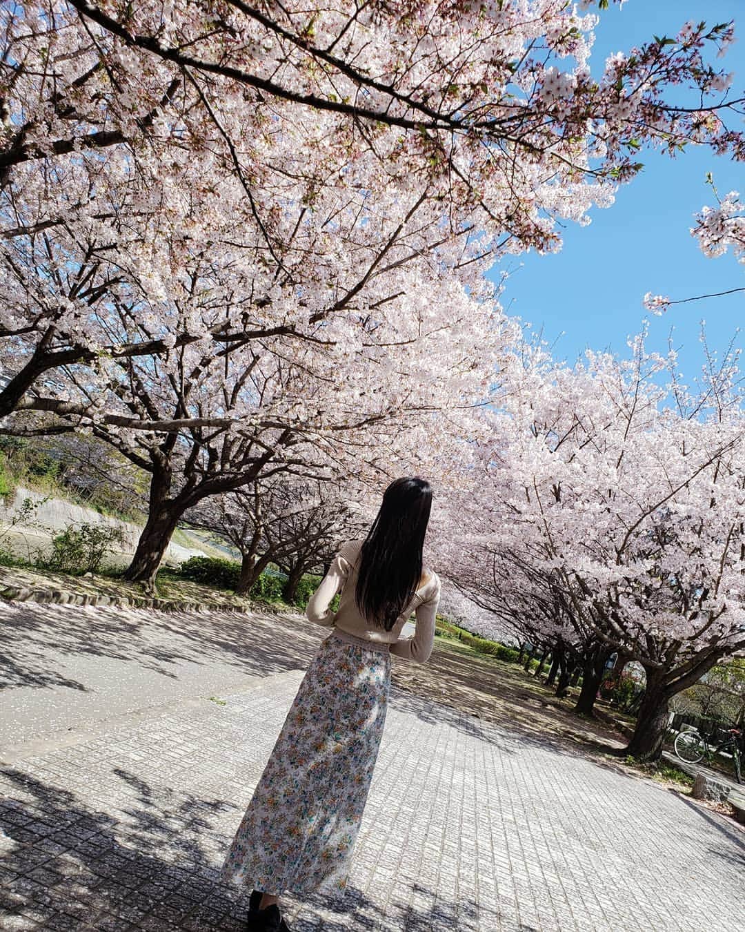 南楓さんのインスタグラム写真 - (南楓Instagram)「COSPO よろしくお願いします🐣  #桜」4月4日 21時40分 - kaede_elysion
