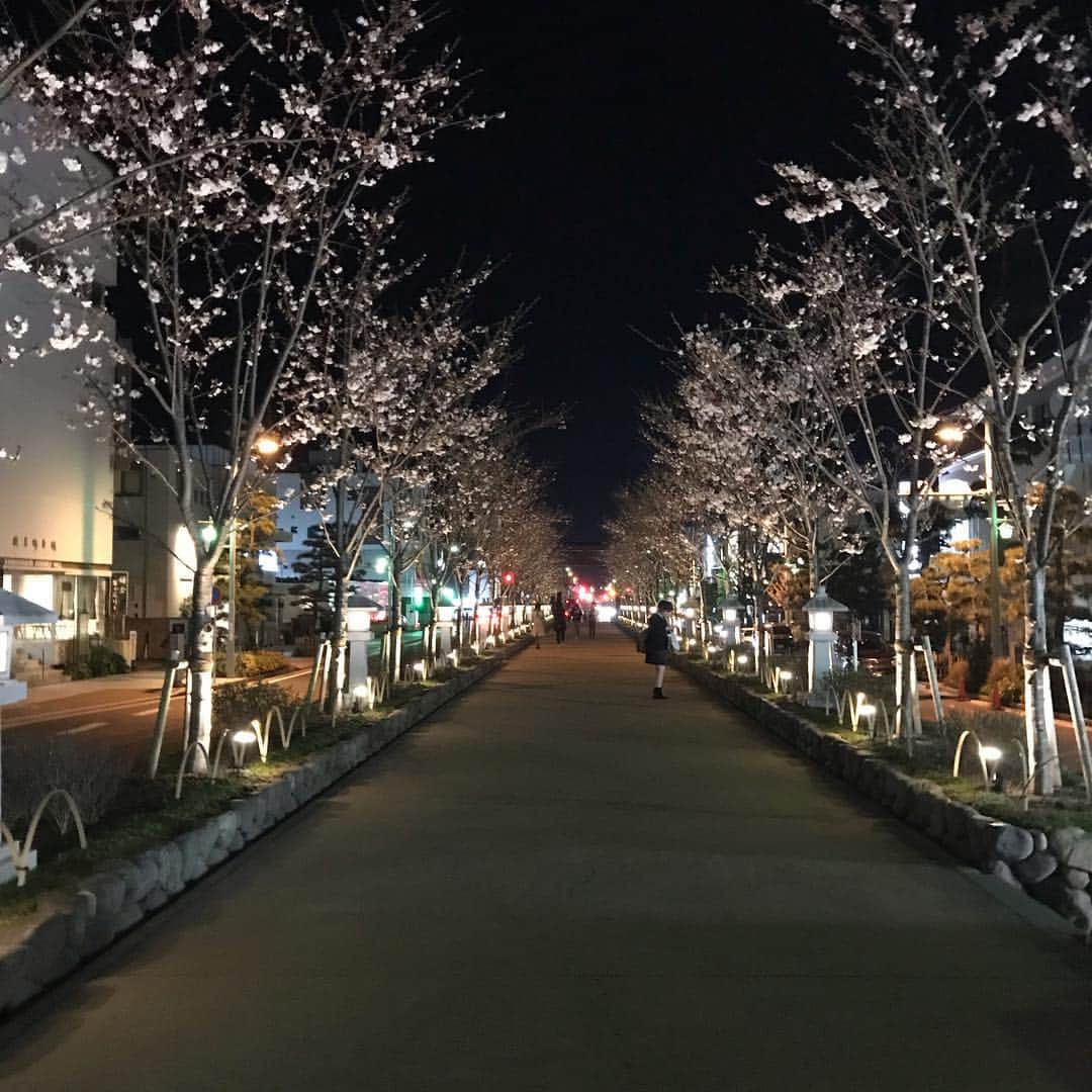 石橋陽彩さんのインスタグラム写真 - (石橋陽彩Instagram)「❀.*･ﾟ✿゜:。*❀.*･ﾟ✿゜:。* * この前お世話になってる方の結婚式があったので鎌倉に行ってきました！ * 帰り道の鶴岡八幡宮の表参道で桜のライトアップが綺麗でした！🌸 * あと少しで満開かなぁ〜？🤔💭 * ぬれ煎餅美味しかったです！😂 * #さくら⁠ ⁠」4月4日 21時32分 - hiiro_ishibashi