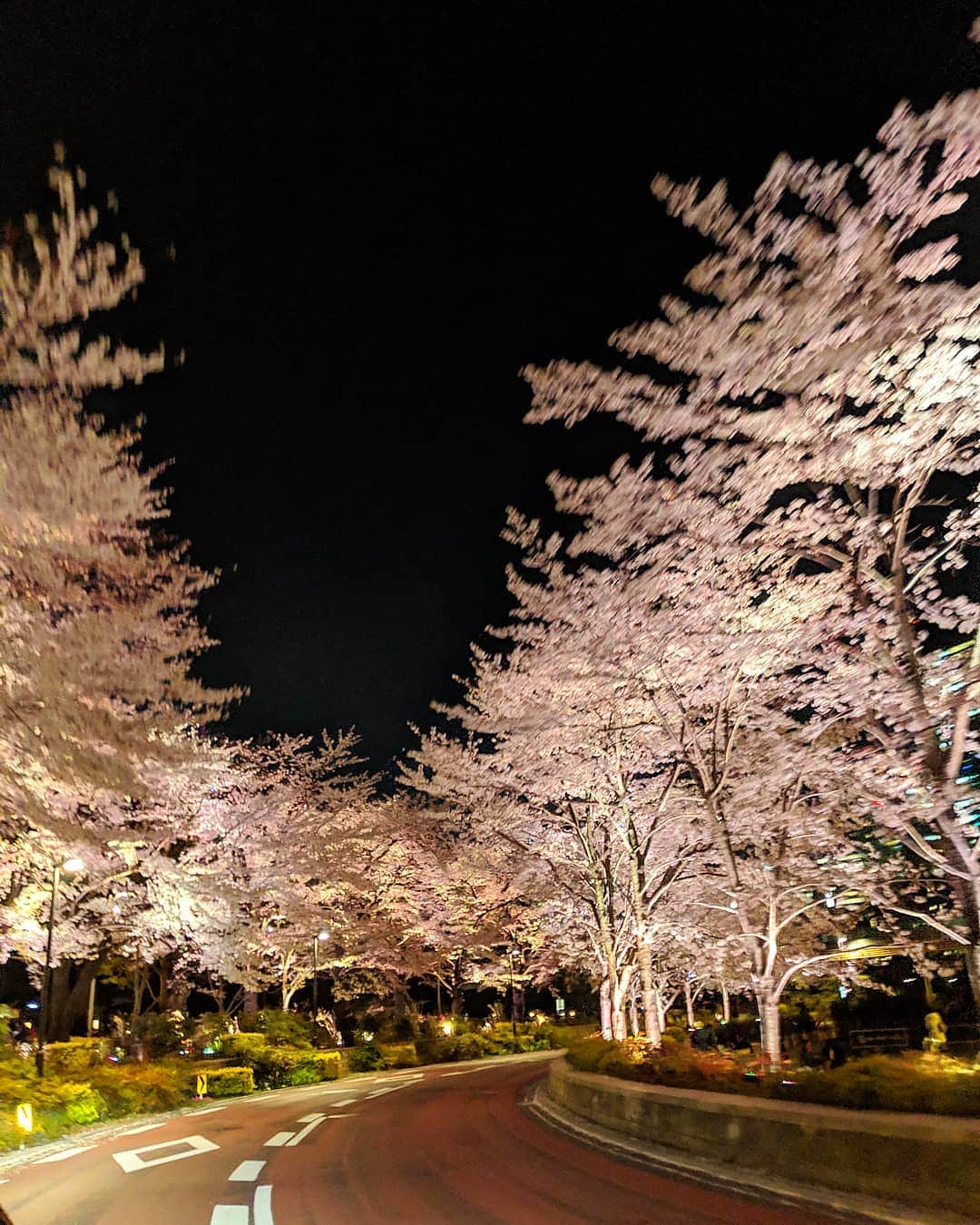 三喜本惠美さんのインスタグラム写真 - (三喜本惠美Instagram)「・ わぁー🌸🌸🌸🌸🌸🌸 #夜桜 #家族でドライブ」4月4日 21時33分 - megumi_mikimoto