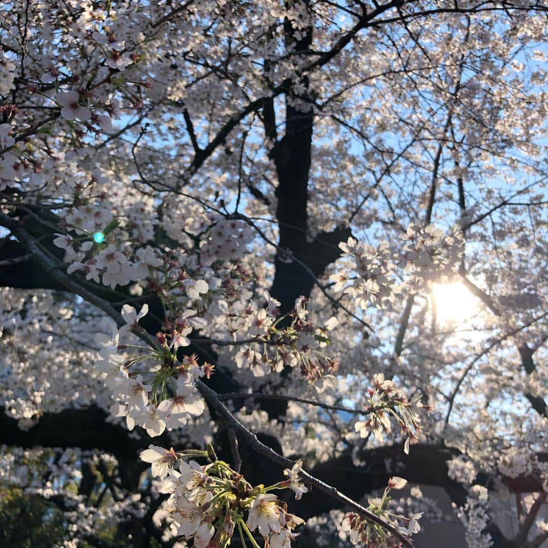 音花ゆりさんのインスタグラム写真 - (音花ゆりInstagram)「. . シンガポールから遊びに来た友達をお花見にご案内🌸 . 絶対に桜が見たい！！とすごい意気込みだったので、タイミングがバッチリで何よりでした👍 今年はお天気が良い日も続いて、長く咲いていてくれて嬉しいです！ . 千鳥ヶ淵(1〜6枚目)からの…目黒川(6枚目)という、桜の名所をハシゴ。笑 どちらも違った美しさで、彼女たちはもちろん、私も感動☺️✨🌸やっぱり桜は良いですね🌸🌸🌸 . 街中にも、道路沿いにも満開の木があって、この時期この木も桜だったのか！！と嬉しい発見が。友達も、日本ってこんなに桜があるんだね！とびっくりしていました☺️ . . #お花見 #千鳥ヶ淵 #目黒川 #満開の桜 #日本人の心」4月4日 21時35分 - otohana.yuri