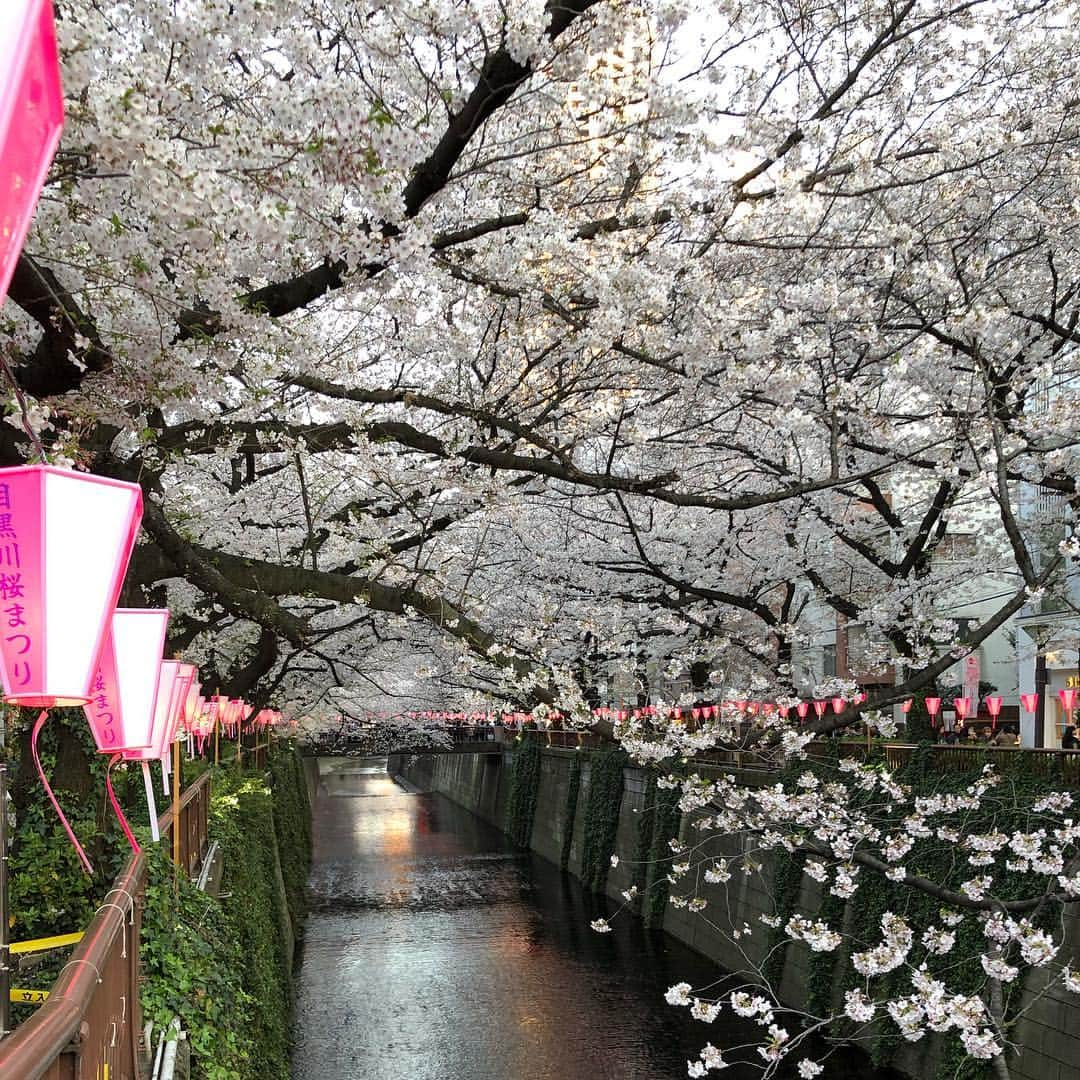 音花ゆりさんのインスタグラム写真 - (音花ゆりInstagram)「. . シンガポールから遊びに来た友達をお花見にご案内🌸 . 絶対に桜が見たい！！とすごい意気込みだったので、タイミングがバッチリで何よりでした👍 今年はお天気が良い日も続いて、長く咲いていてくれて嬉しいです！ . 千鳥ヶ淵(1〜6枚目)からの…目黒川(6枚目)という、桜の名所をハシゴ。笑 どちらも違った美しさで、彼女たちはもちろん、私も感動☺️✨🌸やっぱり桜は良いですね🌸🌸🌸 . 街中にも、道路沿いにも満開の木があって、この時期この木も桜だったのか！！と嬉しい発見が。友達も、日本ってこんなに桜があるんだね！とびっくりしていました☺️ . . #お花見 #千鳥ヶ淵 #目黒川 #満開の桜 #日本人の心」4月4日 21時35分 - otohana.yuri