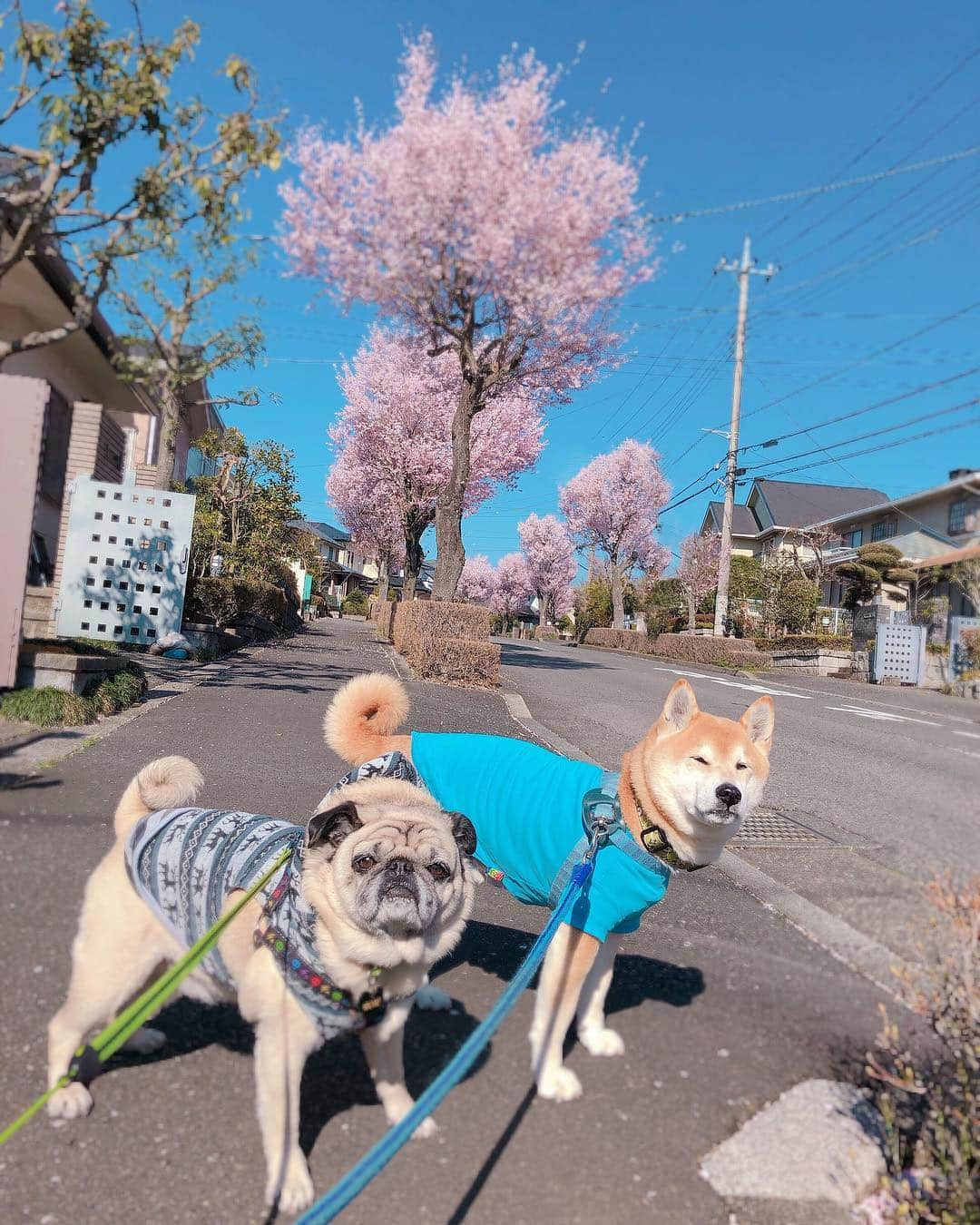 T&P Brothersさんのインスタグラム写真 - (T&P BrothersInstagram)「明日は風が強いみたいだから桜も見納めかな🌸 気が早いけど、また来年楽しみにしよう😂  #shiba #pug #pugstagram #dog #柴 #柴犬 #パグ #tora #pom #トラ #ポム #柴パグ #시바 #퍼그 #泥料 #巴哥」4月4日 21時42分 - tora_pom_happylife