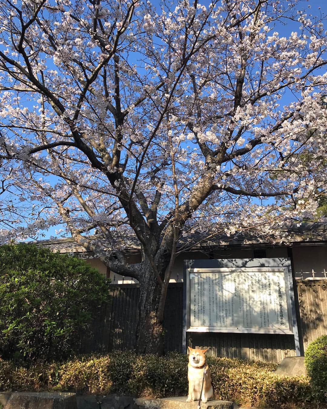 マル子さんのインスタグラム写真 - (マル子Instagram)「うちから1番近い桜🌸 #マル子  #柴犬  #shiba  #柴桜」4月4日 21時44分 - tomikago