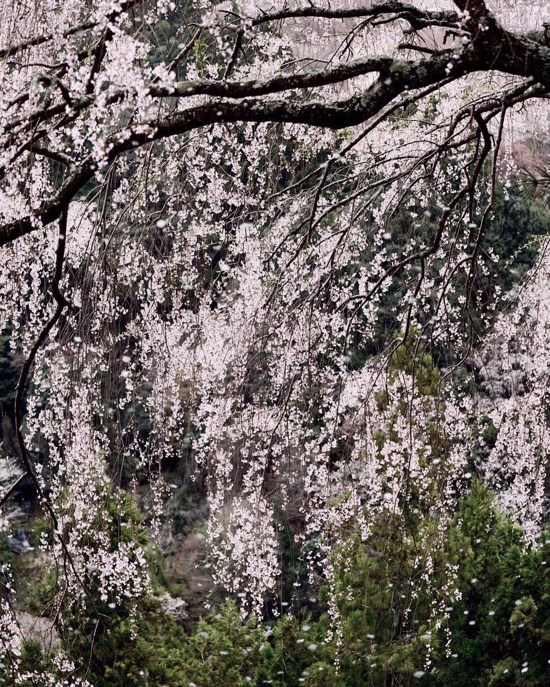 Koichiのインスタグラム：「. . SAKURA | 枝垂れ . . . 🌸 #吉野山 #奈良 #Nara .」