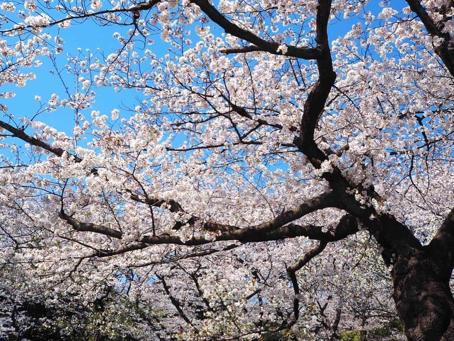 山吹香織さんのインスタグラム写真 - (山吹香織Instagram)「みんなでお花見行ってきました〜🌸🚶🏾‍♀️ 天気も良くて、お花見日和🥺💓 桜も綺麗で、みんなで持参したお弁当も美味しくて幸せでした☺️ ・ ・ ・ そしてケツメイシのさくらを歌ったり〜🎤笑 山吹…合いの手のセンスのなさは許して…😱⚡️ あゆちゃんつっこみありがとう😂笑 ・ ・ ・ 少しの時間やったけど、癒されたなぁ。。🥺💓 みんなありがとう〜☺️🌱 ・ ・ ・ 明日から頑張ろう🙌🏾✨ #お花見#癒された#桜#綺麗#素敵な時間#リフレッシュ #2015#青春時代#元メンバー #チア#ケツメイシ#好きです #またみんなで 💓 #明日から頑張ろう ☺️✨」4月4日 21時49分 - kaori_yamabuki