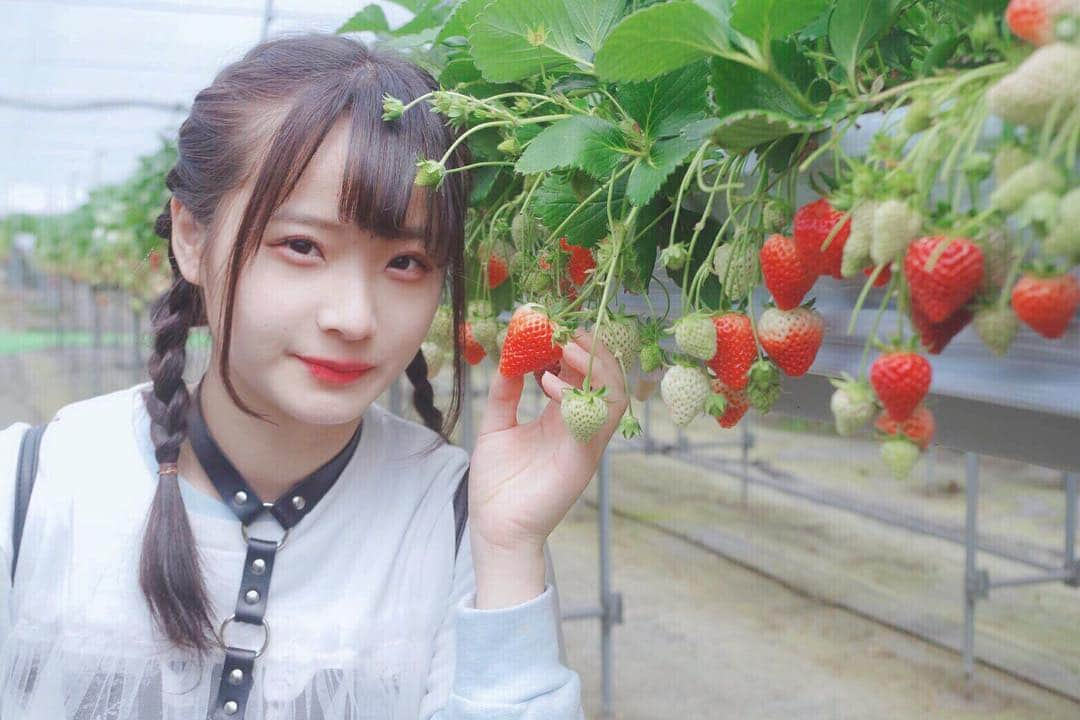 諸橋姫向さんのインスタグラム写真 - (諸橋姫向Instagram)「いちご狩り🍓 ・ #いちご #NGT48 #諸橋姫向 #やひこ #followme」4月4日 21時51分 - hinata_48_yahi5