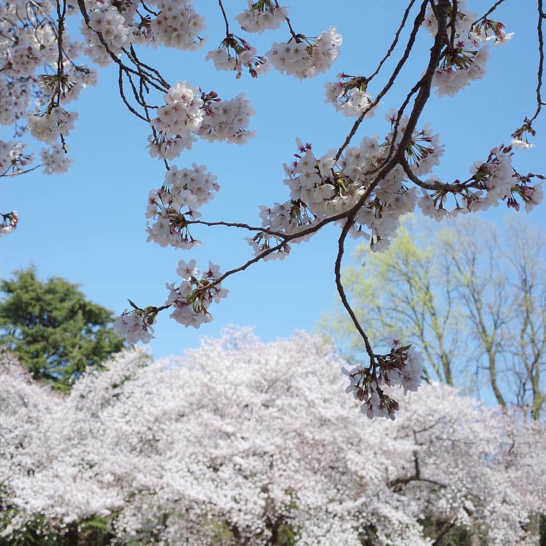 小野麻亜矢さんのインスタグラム写真 - (小野麻亜矢Instagram)「桜がものすごく綺麗だった。  もう少し堪能したかったなぁ。  でも、風すごくてお昼ご飯は草まじり笑 柔らかい草であまり感じなかったけど笑笑  今週末もまたお花見したいなぁ。 桜は何度見ても飽きない🌸  #加工なし #richogr2  #お花見 #暴風 #サクラ」4月4日 21時53分 - ono_maaya