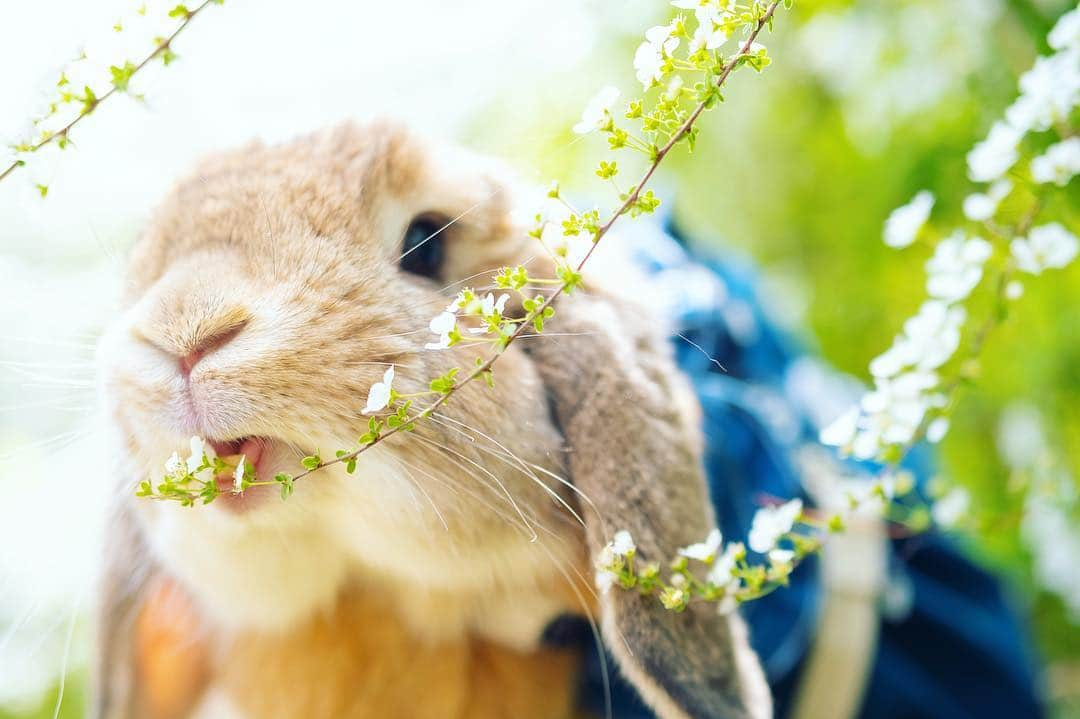 usagraphさんのインスタグラム写真 - (usagraphInstagram)「可愛い歯がみえてるよ🐰❤️ お花食べないように阻止するのに必死でした💦 ＊ ＊ ＊ #うさぎ #rabbit #bunny #ふわもこ部  #WeeklyFluff #igersjp  #instabunnies #tokyocameraclub #東京カメラ部  #bunnystagram  #今日もX日和  #うさぎ部 #ホーランドロップ #hollandlop  #アニマル写真部  #ファインダー越しの私の世界 #team_jp_西 #igers  #ig_japan」4月4日 22時01分 - usagraph