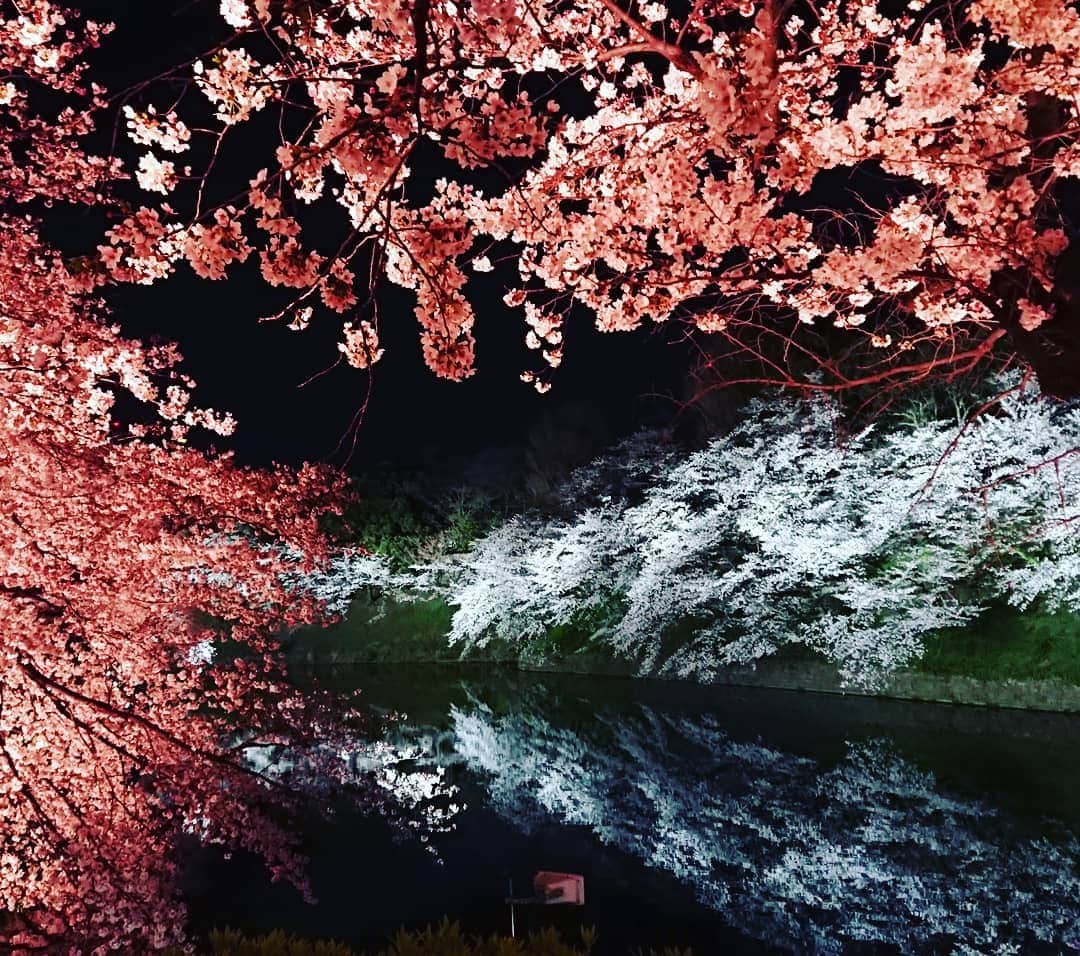 大井健のインスタグラム：「千鳥ヶ淵の夜桜。  #千鳥ヶ淵 #夜桜 #sakura  #cherryblossom  #japan #tokyo」
