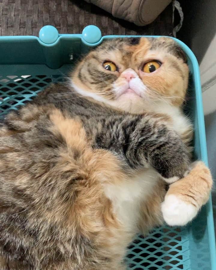 Tinaのインスタグラム：「Anyone want to interpret the meaning of that meow? Comment below. 👇🏻😹」