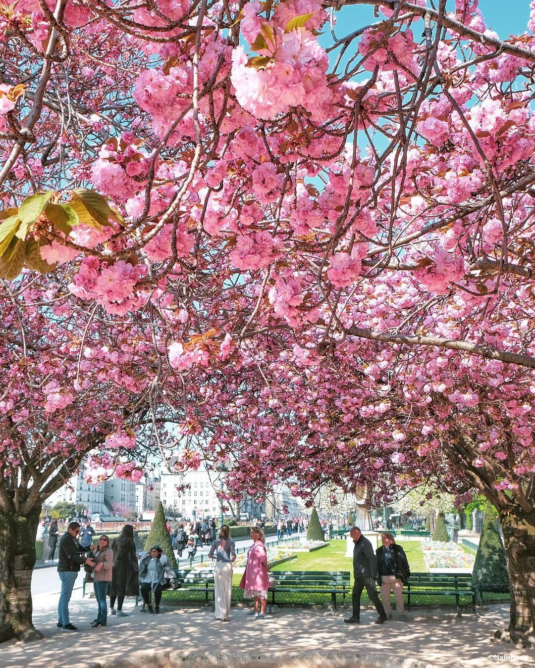 nathparisのインスタグラム：「Under the cherry trees 🌸 #paris」