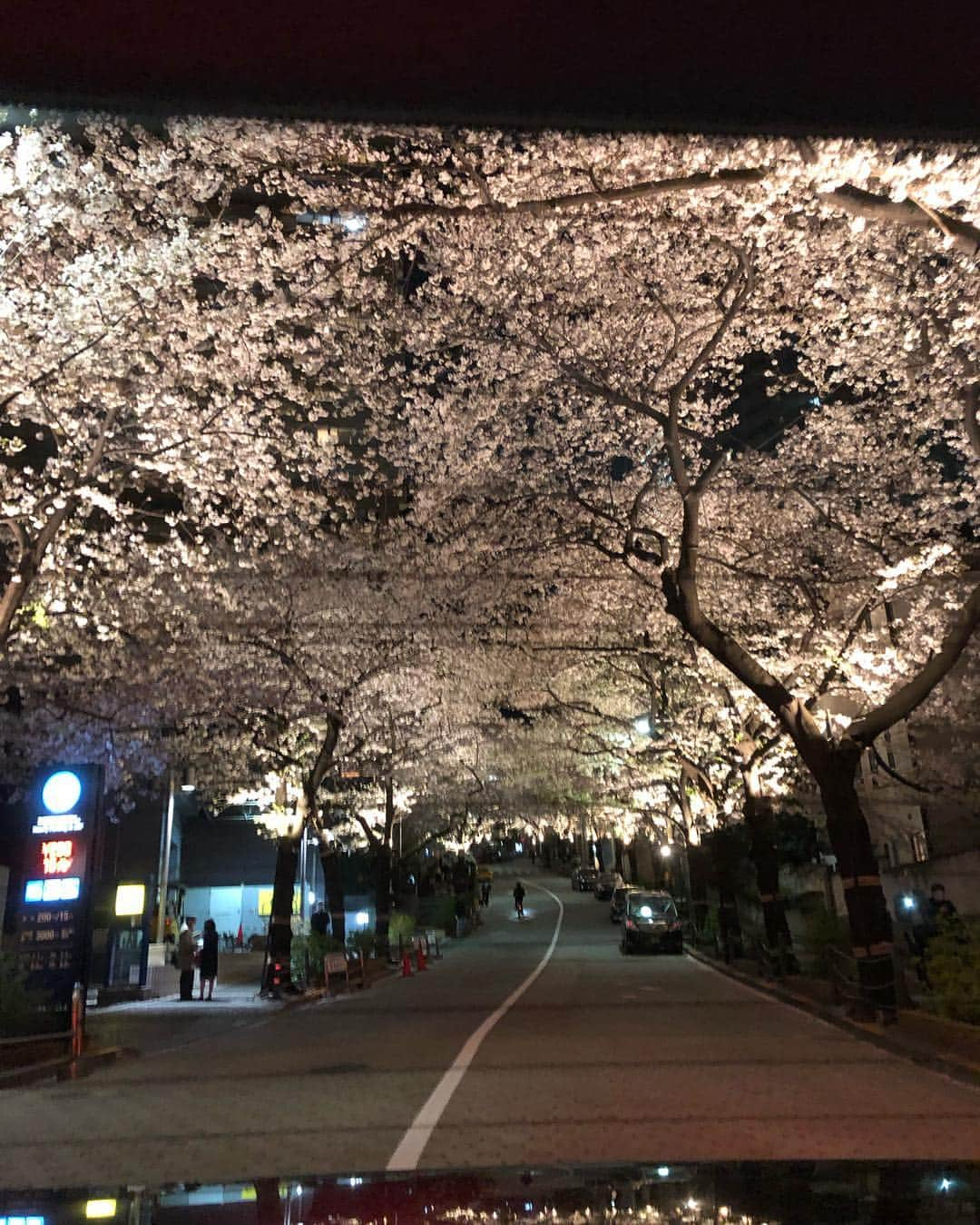 新井恵理那さんのインスタグラム写真 - (新井恵理那Instagram)「きょう、帰りの車中で見つけた夜桜を…( ^ω^ )#夜桜 #新井恵理那」4月4日 22時10分 - elina_arai