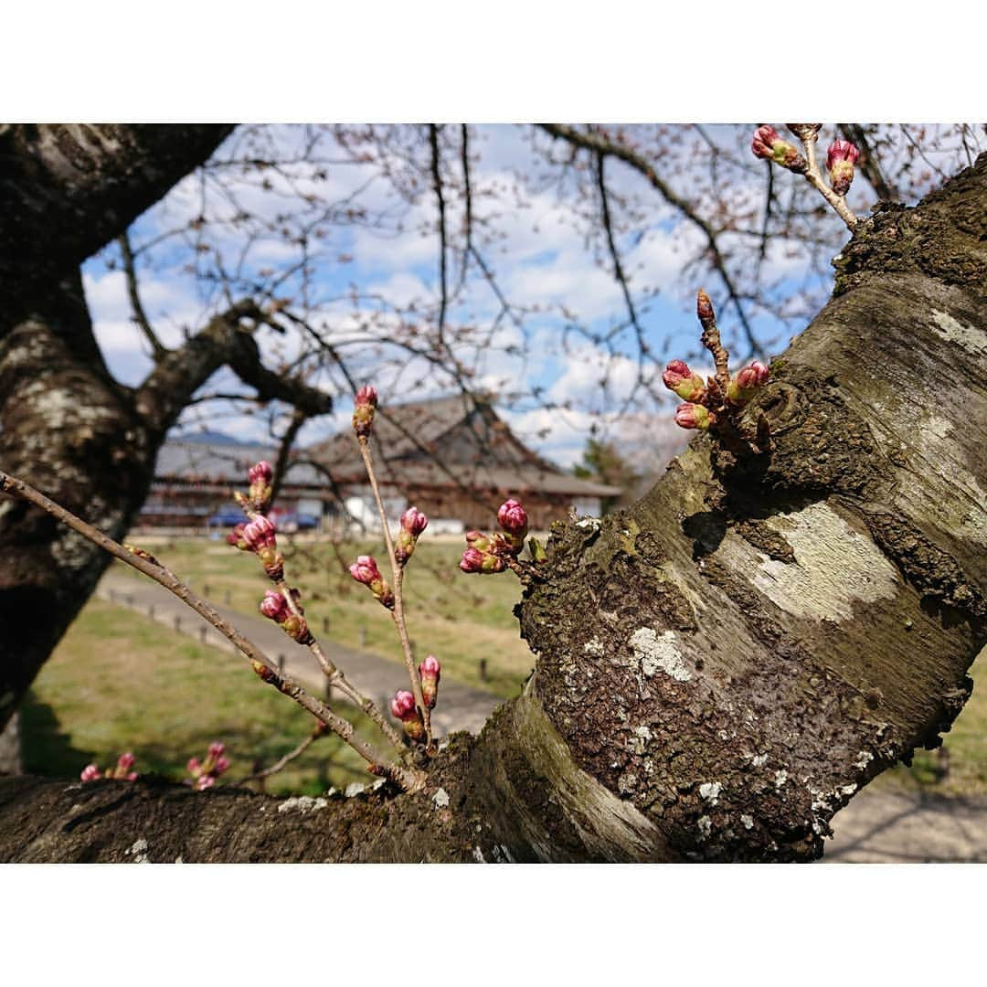 Yukiさんのインスタグラム写真 - (YukiInstagram)「It was still in bud yesterday, but so beautiful.  次の土日は満開かな🌸  Tops→@17kg_official  #D_Drive #yuki #sakura #cherryblossom #spring #japan #篠山 #photo #selfie #guiatrplayer #dayoff」4月4日 22時11分 - d_drive_gt_yuki