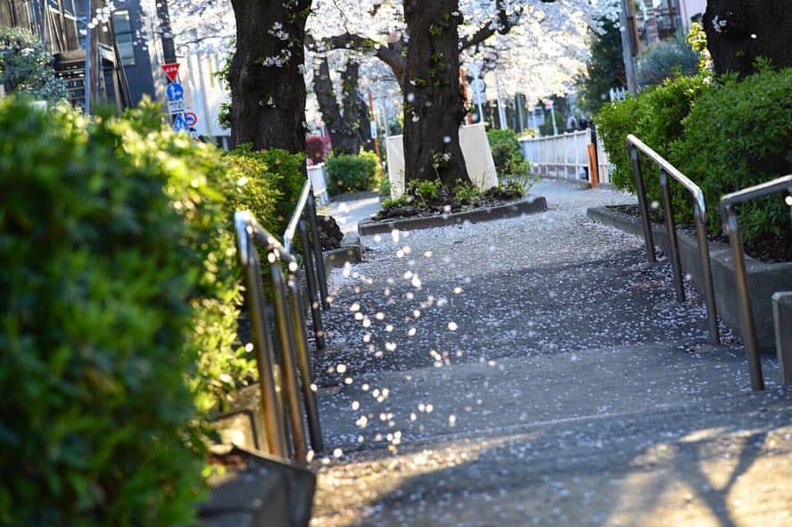 山内英輝さんのインスタグラム写真 - (山内英輝Instagram)「さくら🌸 ひたすら風を待つ。奇跡の一枚📸  #ひでやんphoto」4月4日 22時13分 - hidekiyamauchi