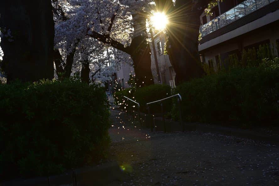 山内英輝さんのインスタグラム写真 - (山内英輝Instagram)「さくら🌸 ひたすら風を待つ。奇跡の一枚📸  #ひでやんphoto」4月4日 22時13分 - hidekiyamauchi