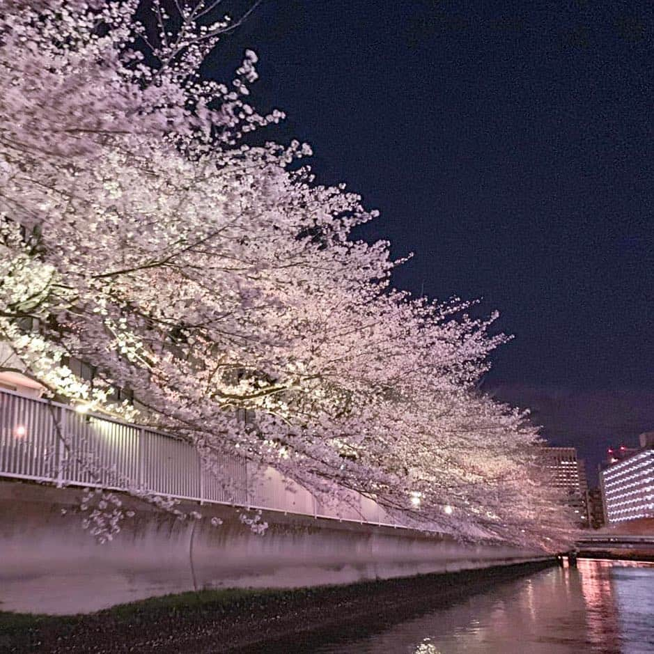 アニバーサリークルーズさんのインスタグラム写真 - (アニバーサリークルーズInstagram)「🌸🛥🌸 . 『#お花見chandonクルーズ 』レポート 番外編☝️ . . どうしても潮位の関係で#目黒川の桜 をご案内することができず、桜を求めてこちらへ🛥✨ 船長の機転で無事に#お花見クルーズ をお楽しみ頂くことができました☺️ . . . . #お花見穴場スポット #船長の気まぐれサービス #クルーズ #お花見 #お花見クルーズ #お花見シャンドン #お花見chandonクルーズ #ohanamichandon #ohanami #桜 #sakura #シャンドン #シャンドンロゼ #chandon  #chandonrose #シャンドンロゼ飲み放題 #お花見chandon #クエスト号 #アニー号 #アニバーサリークルーズ #anniversarycruise #貸切クルーズ#貸切クルージング #春が好き  #花見 #忘れられない記念日」4月4日 22時24分 - anniversary_cruise