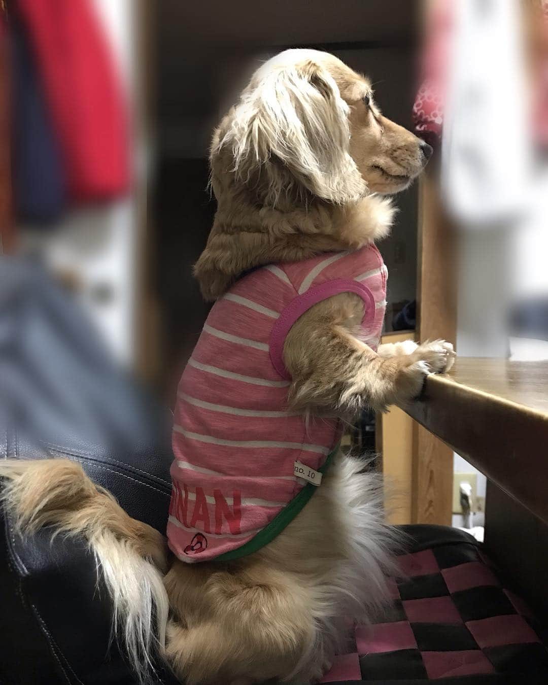 メルロコ一家の楽屋裏さんのインスタグラム写真 - (メルロコ一家の楽屋裏Instagram)「夕飯時のロコ。 #食卓を囲む犬#テレビ見てる犬#呼ぶと振り返る犬#ロコ」4月4日 22時19分 - merulocomocodon
