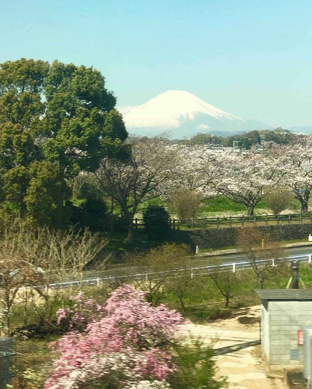 林家あずみさんのインスタグラム写真 - (林家あずみInstagram)「名古屋に移動中に綺麗に富士山見えました😆✨そして何だか好きな家の集まりも撮影に成功😆✨ 大須演芸場の二回公演の合間に、菊生師匠にコンパルのエビフライサンドをご馳走になりました😆✨もう、大好きなんです😆❤️絶対に大須演芸場に来たら食べます😃✌️夜は文之助師匠に皆でご馳走になり楽しく1日目終了😊✨観に来て下さいました方からいただいた美味しい生チョコをホテルの部屋で食べてます😚❤️1日中食べてますね🤩💦💦明日は何食べようかウキウキしています😃❤️って、食べることばっか🤩💦 #大須演芸場 #桂文之助師匠 #古今亭菊生師匠 #コンパル #林家あずみ」4月4日 22時21分 - kurohime424