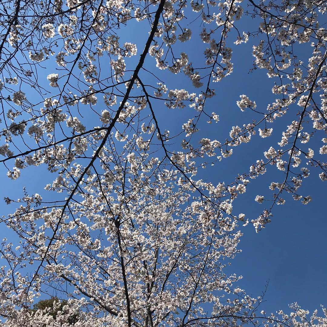 森貴美子さんのインスタグラム写真 - (森貴美子Instagram)「桜みたい病の気持ちが落ち着かない。🌸🌸🌸 #松陰神社 #桜 #벛꽃  #일본모델」4月4日 22時24分 - morikimi_morikimi