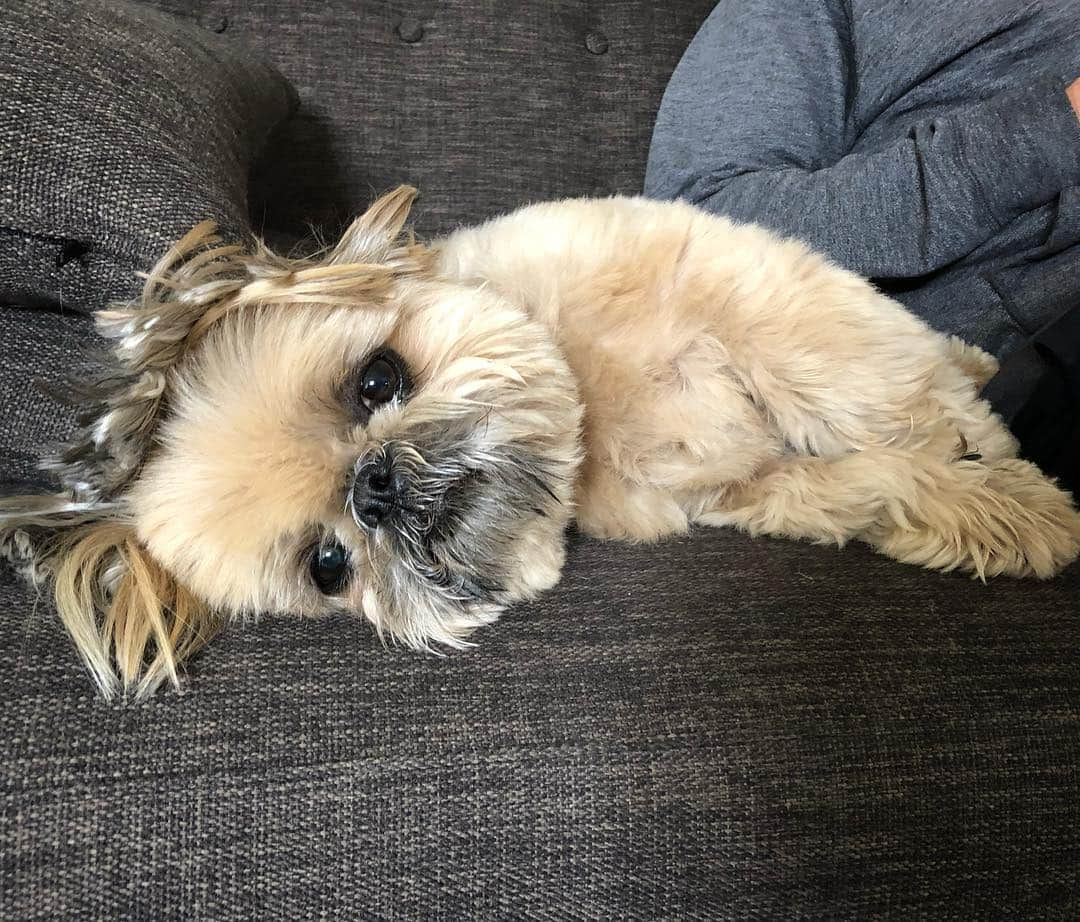 Dougie the Shih Tzuさんのインスタグラム写真 - (Dougie the Shih TzuInstagram)「Friday yet?」4月4日 22時26分 - dailydougie