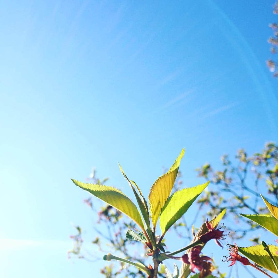 ふかしさんのインスタグラム写真 - (ふかしInstagram)「木のよってはすでに葉桜に。これもまた綺麗。 #桜 #さくら #葉桜 #sakura」4月4日 22時26分 - fukashi