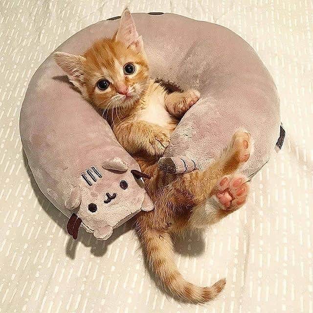 Cute Pets Dogs Catsさんのインスタグラム写真 - (Cute Pets Dogs CatsInstagram)「Do you have a cat? 🤔  Support us by leaving ❤️ 📩 Submit your cat’s photo to our contest email (below BIO) to be featured! ❤️ Notification ON 💙 From  @kittenxlady @hukumari296 @thecatsociety_official @katzendame_alex @_catdiaries_ From @suzie_and_kushi @sky.cattery #kittens_of_world and follow us to be featured 😸 #kitty #cats #kitten #kittens #kedi #katze #แมว #猫 #ねこ #ネコ #貓 #고양이 #Кот #котэ #котик #кошка #cutecats #cutest #meow #kittycat #topcatphoto #kittylove #mycat #instacats #instacat #ilovecat #kitties #gato」4月4日 22時34分 - dailycatclub