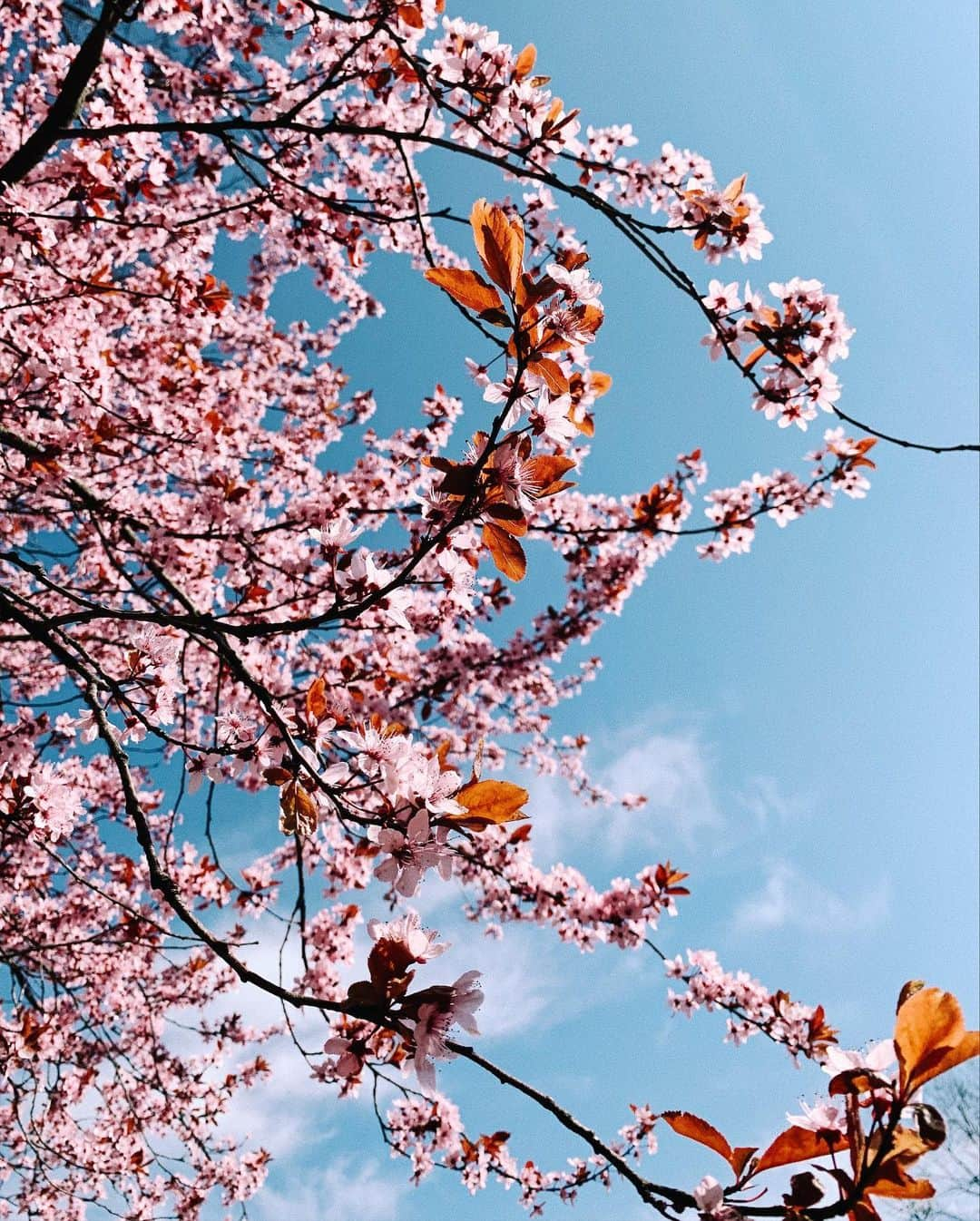 STIL IN BERLINさんのインスタグラム写真 - (STIL IN BERLINInstagram)「Waded through the flood of opening announcements and filtered out the new restaurants we should all try this #springinberlin - Click the link in bio to see if you agree 🌸🌸🌸」4月4日 22時37分 - stilinberlin