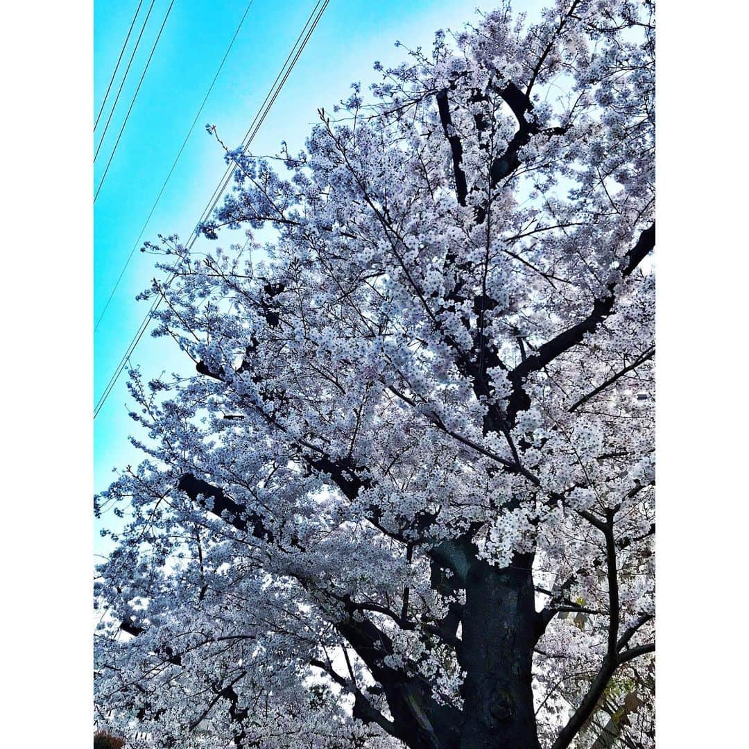 明希 さんのインスタグラム写真 - (明希 Instagram)「桜🌸」4月4日 22時37分 - sid.aki