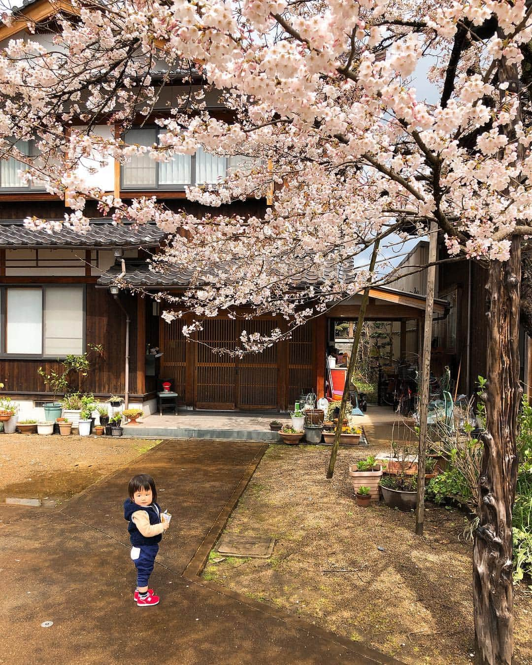 井上香織さんのインスタグラム写真 - (井上香織Instagram)「主人の実家の桜の木🌸 #桜 #実家 #庭の広さ半端ない #家も大きい #桜の木も大きい #本人も大きい #全て大」4月4日 22時40分 - kaorin888