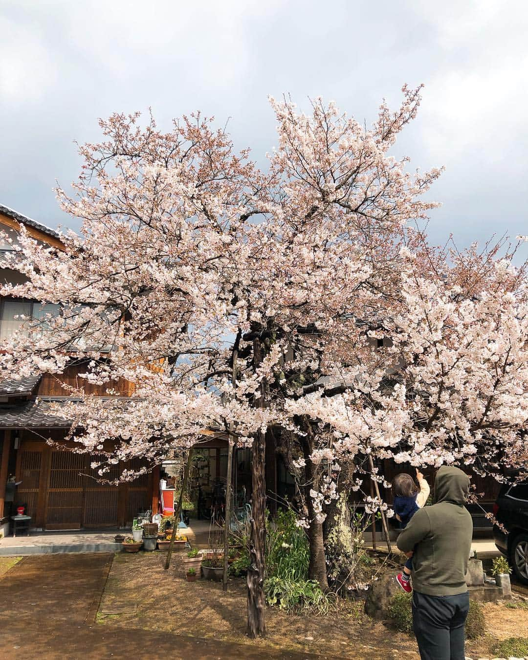 井上香織さんのインスタグラム写真 - (井上香織Instagram)「主人の実家の桜の木🌸 #桜 #実家 #庭の広さ半端ない #家も大きい #桜の木も大きい #本人も大きい #全て大」4月4日 22時40分 - kaorin888