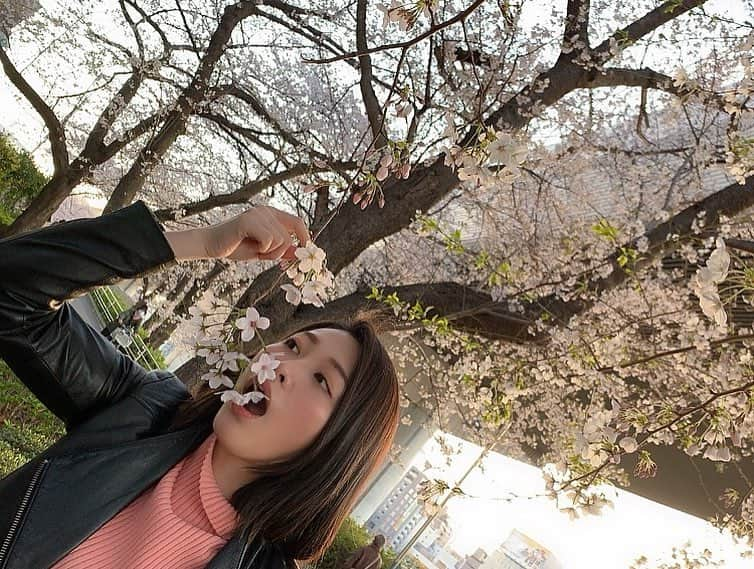 春原未来さんのインスタグラム写真 - (春原未来Instagram)「#桜 #sakura ばかりでごめんね！でも #期間限定 #季節限定 #seasonlimited の #お花 #flower だから許して！これからも続くかも。笑 . #春原未来 #お花見 #浅草 #asakusa #隅田川 #sumidariver #川沿い散歩 #写真好きな人と繋がりたい #カメラマン女子 #限定好き #食べるの大好き #今日のランチ #kappas #omotesando #表参道 #italianrestaurant #イタリアン #昼からワイン #ilovewine」4月4日 22時42分 - sunohara_miki