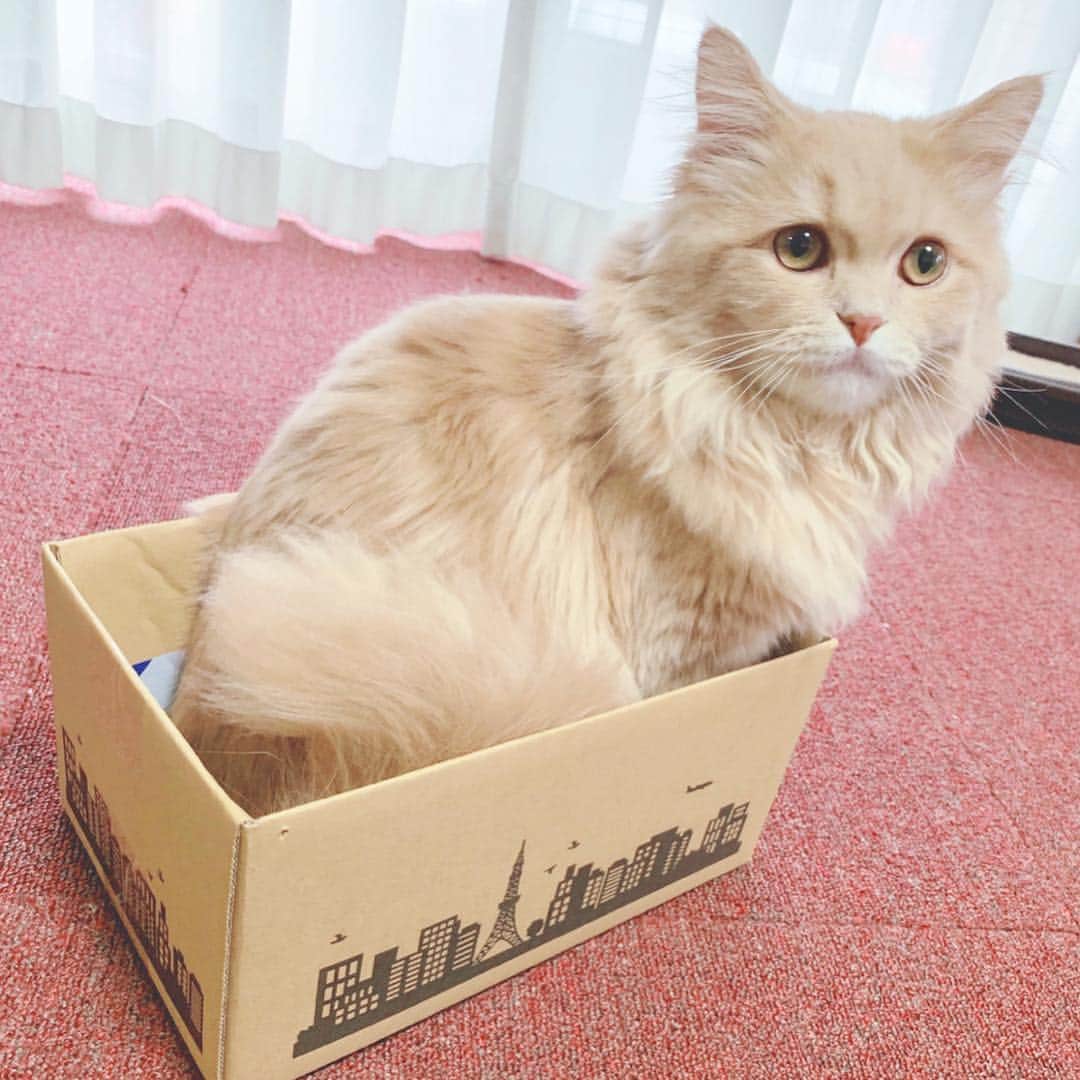 のインスタグラム：「猫はダンボールが好きなんだね〜！！！ みるくもダンボール大好きです💕 でも1枚目のは小さすぎて気に入らなかったみたい(ノ_＜) . . みるくと一緒に写真撮るの本当難しいから 寝てる時に頑張って撮ってみたけど、 どアップすぎるし、ちょっと納得いかない〜！！！😂. . 明日はみるくが起きてる時に 一緒にいい写真撮れるように挑戦してみる！！！. . みんなの明日の目標とか、これやりたいなっとかありますか〜？ そういうのあると楽しいよね！！！. . #みるく#猫#cat#かわいい😍」