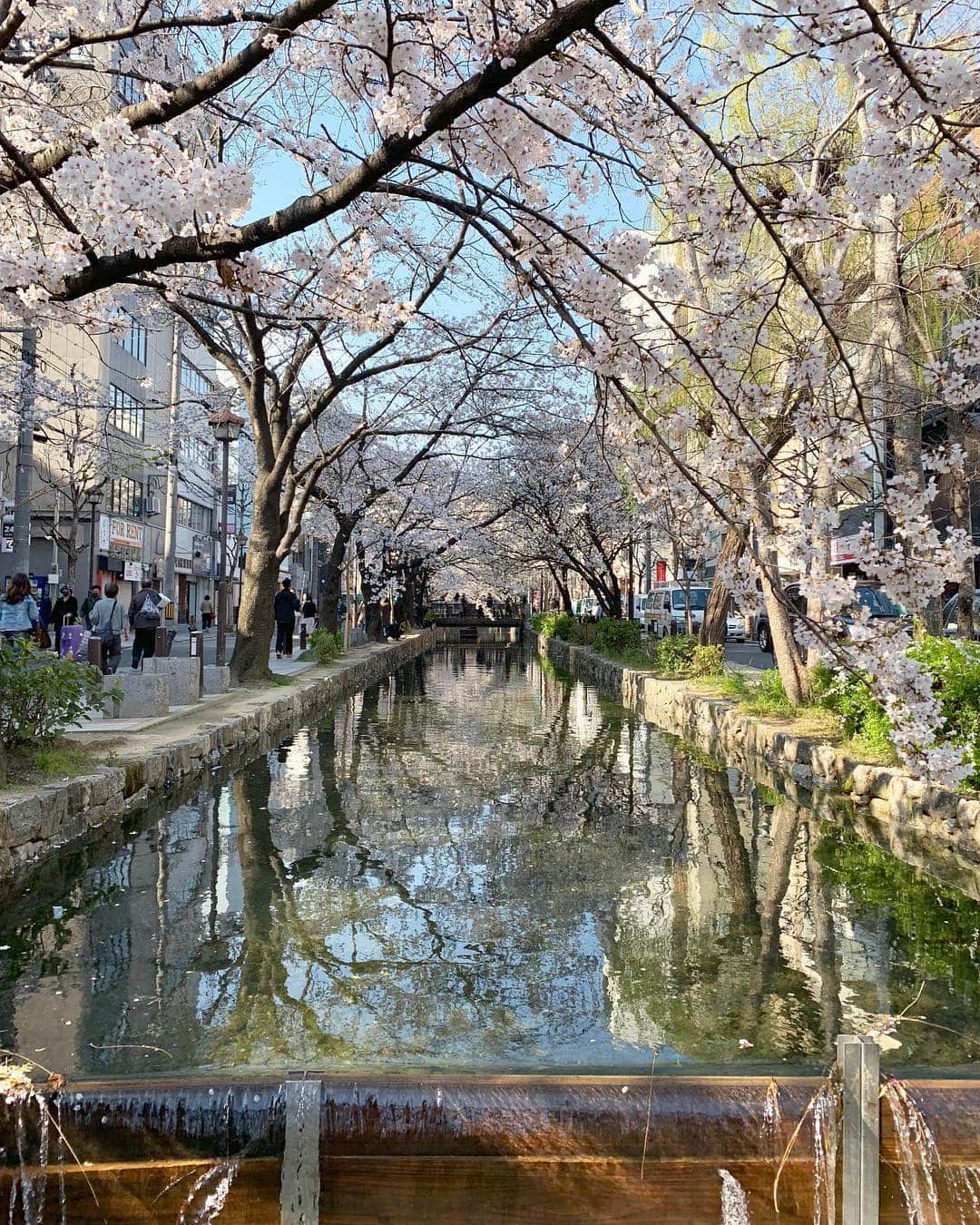 黒木千晶さんのインスタグラム写真 - (黒木千晶Instagram)「ロケ終わりに京都で🌸 見上げる桜も、水面に映る桜も、とても綺麗でした！ 今年初めてゆっくり見られたな〜☺︎ #木屋町」4月4日 22時52分 - kuroki.ytv