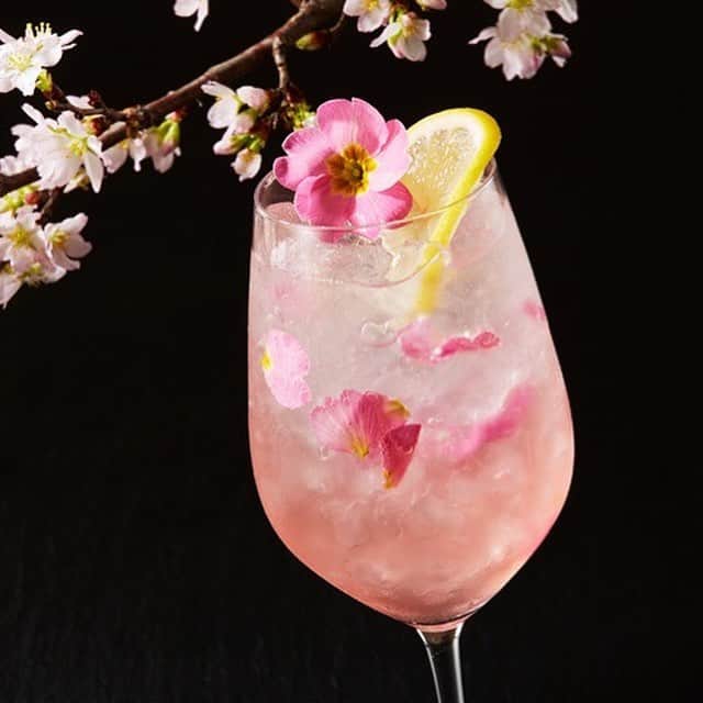 のインスタグラム：「華やかなピンク色が春の心地よい季節感とリンクする、すっきりと飲みやすいカクテル。隠れ家的雰囲気のゆっくりとした時が流れる英国風のクラシカルなバーで、期間限定の桜をイメージしたカクテルを楽しんで。※4/14（日）まで #東京カレンダー #東カレ #tokyocalendar #bar #隠れ家 #桜 #カクテル #芝公園 #東京タワー #東京プリンスホテル #メインバーウインザー #SpringFizz」