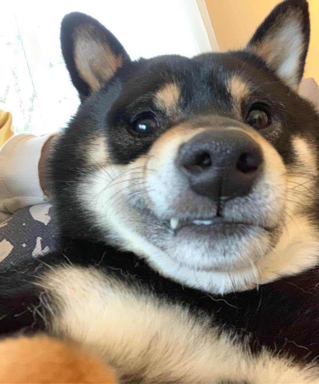 ?Fricko the Shiba Inu?さんのインスタグラム写真 - (?Fricko the Shiba Inu?Instagram)「Henlloooo hooman 🐾 🐾 🐾 #Keaton #🐶 #shiba #shibainu #dog #柴犬 #黒柴 #子犬 #shibalovers #shibaholics #dogoftheday #dogslife #weeklyfluff  #dogstagram  #dogscorner #shibapuppy #puppiesofinstagram」4月4日 23時01分 - umigiva