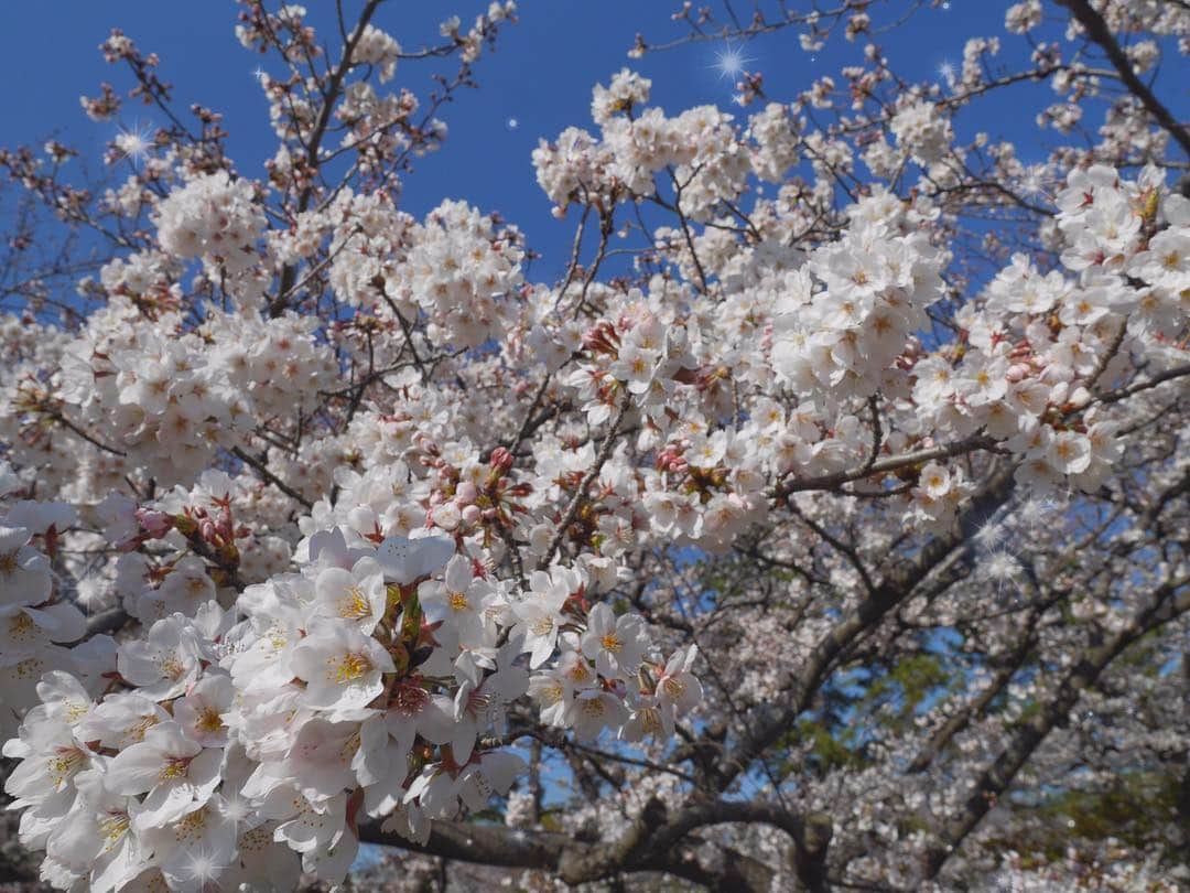 本島莉々果さんのインスタグラム写真 - (本島莉々果Instagram)「🌸🍑🌸🍑 ⋆⑅ ⋆⑅ ⋆⑅ 桜見てきた🌸 このドリンクめちゃうま🤤🍑 ⋆⑅ ⋆⑅ #桜 #sakura  #ピンク  #ピーチアンドピーチ  #drink  #🌸 #🍑 #💕」4月4日 23時02分 - motoshimaririka