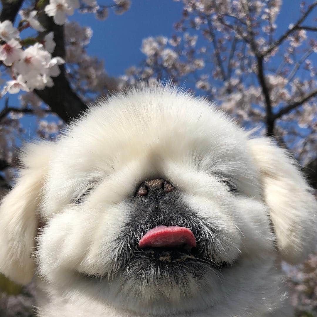 こなつのインスタグラム：「春うらら🌸🍵🍡🌱🍙」