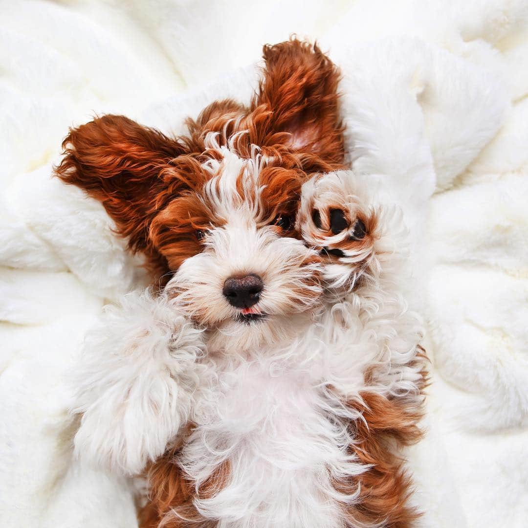 DogsOf Instagramのインスタグラム：「“Our Maltipoo puppy, Charlie” writes @charlieandthecutefactory  #dogsofinstagram」
