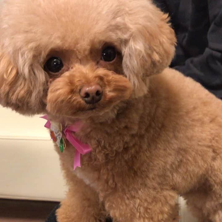 ももちゃん & まろんたんのインスタグラム：「まろんたん❤️ トリミングにいってふわんふわんになったよー❤️ ・ ・ #dog #dogs #dogstagram #poodle #poodles #poodlelove #poodleclub #toypoodle #toypoodles #toypoodlelove #toypoodleclub #east_dog_japan #all_dog_japan #ig_poodle #poodlesofficial #ふわふわ #ふわもこ部 #トイプードル #トイプードル部 #トイプードル大好き #トイプードル多頭飼い #まろんたん #ティーカッププードル #わんこなしでは生きていけません会 #pecoいぬ部 #joker六本木ヒルズ店 #トリミング #ももちゃん #toypoodleofficial」