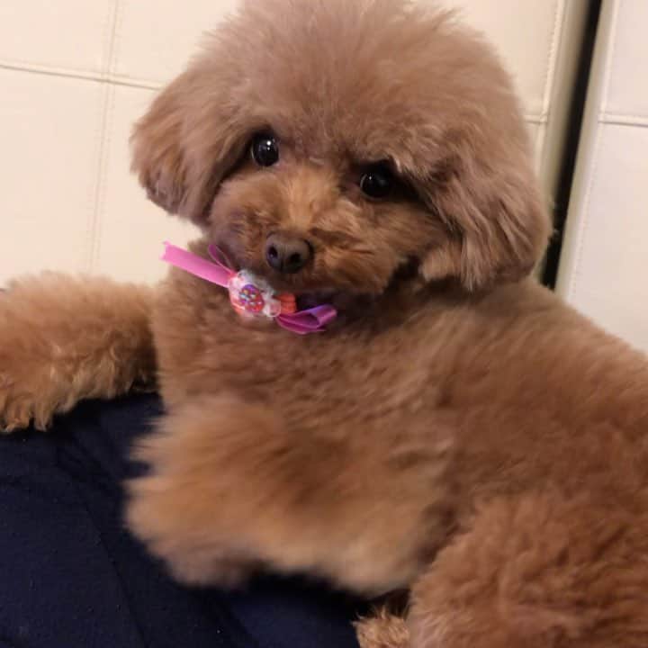 ももちゃん & まろんたんのインスタグラム：「ももちゃんを撮ろうとしてると、、 ・ ・ #dog #dogs #dogstagram #poodle #poodles #poodlelove #poodleclub #toypoodle #toypoodles #toypoodlelove #toypoodleclub #east_dog_japan #all_dog_japan #ig_poodle #poodlesofficial #ふわふわ #ふわもこ部 #トイプードル #トイプードル部 #トイプードル大好き #トイプードル多頭飼い #まろんたん #ティーカッププードル #わんこなしでは生きていけません会 #pecoいぬ部 #joker六本木ヒルズ店 #トリミング #ももちゃん #toypoodleofficial」