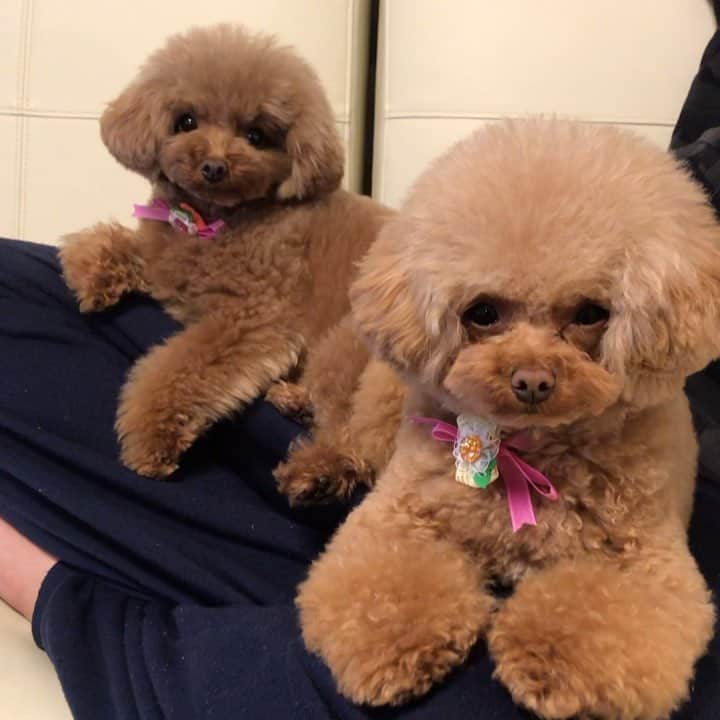 ももちゃん & まろんたんのインスタグラム：「2匹同時撮影になると、カメラ好きな子がグイグイきます。笑 ・ ・ #dog #dogs #dogstagram #poodle #poodles #poodlelove #poodleclub #toypoodle #toypoodles #toypoodlelove #toypoodleclub #east_dog_japan #all_dog_japan #ig_poodle #poodlesofficial #ふわふわ #ふわもこ部 #トイプードル #トイプードル部 #トイプードル大好き #トイプードル多頭飼い #まろんたん #ティーカッププードル #わんこなしでは生きていけません会 #pecoいぬ部 #joker六本木ヒルズ店 #トリミング #ももちゃん #toypoodleofficial」