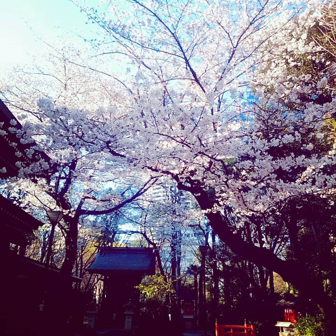 鶴あいかさんのインスタグラム写真 - (鶴あいかInstagram)「やっと桜見れた～🌸とは言っても、通りすがりだったのでお花見してる人を羨ましいなぁと思いながら足早に去りました💧 桜、1ヵ月くらい咲いててくれないかなぁ٩(*´︶`*)۶  #🌸 #桜 #お花見 #春景色 #sakura #cherryblossom #japaneseflowers #beautiful」4月4日 23時18分 - tsuru_aika