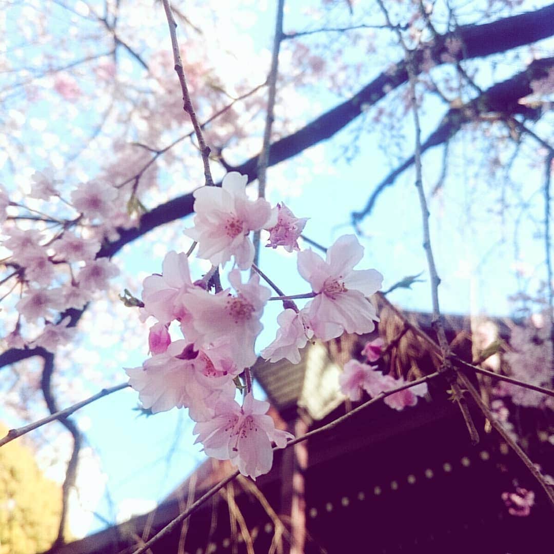 鶴あいかさんのインスタグラム写真 - (鶴あいかInstagram)「やっと桜見れた～🌸とは言っても、通りすがりだったのでお花見してる人を羨ましいなぁと思いながら足早に去りました💧 桜、1ヵ月くらい咲いててくれないかなぁ٩(*´︶`*)۶  #🌸 #桜 #お花見 #春景色 #sakura #cherryblossom #japaneseflowers #beautiful」4月4日 23時18分 - tsuru_aika