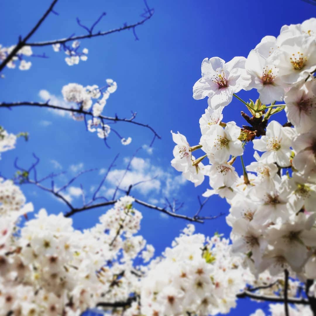のインスタグラム：「近くの桜が綺麗だった。寒いけど春はきてるんだなぁ。」