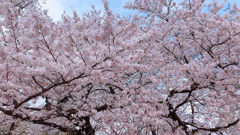 麻美ゆまさんのインスタグラム写真 - (麻美ゆまInstagram)「お花見🌸2019  We had a cherry blossam viewing party at Shinjuku Gyoen with friends:) #初めての新宿御苑 #桜満開 #お花見 #Cherryblossom🌸 #チューリップ🌷 #恵比寿マスカッツ」4月4日 23時21分 - yuma_asami0324